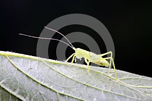 longhorned grasshoppers nymphs