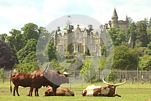 Longhorns at Blair Drummond photo