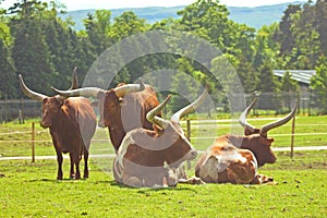 Longhorns at Blair Drummond photo