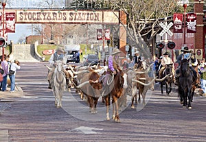 Longhorns cattle drive at the Fort Worth Stockyards.