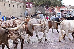 Longhorns cattle drive at the Fort Worth Stockyards.