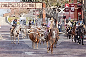 Longhorns cattle drive at the Fort Worth Stockyards.