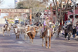 Longhorns cattle drive at the Fort Worth Stockyards.