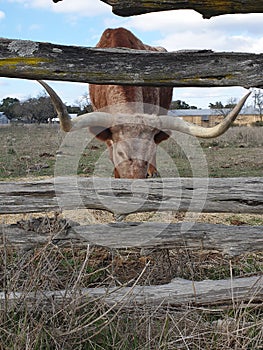 Longhorns and fences photo