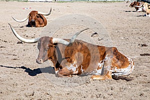 longhorns in the gate at stockyards in Fort worth, Texas