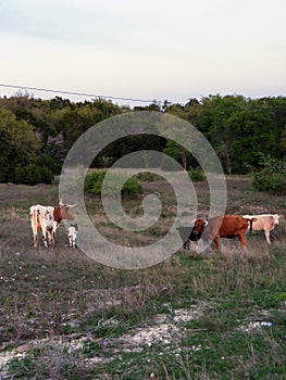 Longhorns grazing at Fort Hood, Texas