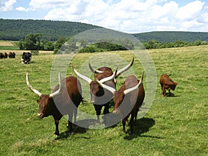 Longhorns at Lake Tobias photo