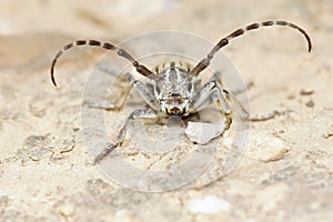Longicorn beetle