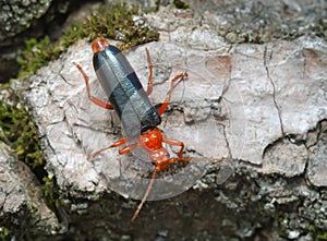 Longicorn beetle on the bark of a tree