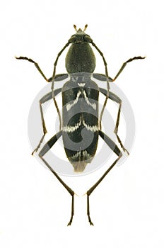 Longicorn Beetle Chlorophorus sartor photo