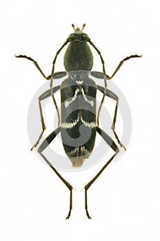 Longicorn Beetle Chlorophorus sartor