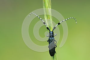 Longicorn beetle photo