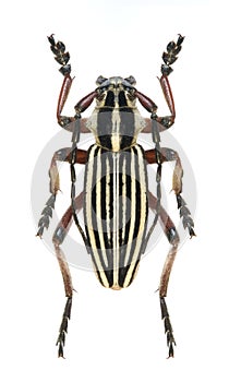 Longicorn beetle Dorcadion optatum photo