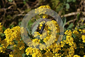 Longicorn beetle in the garden photo