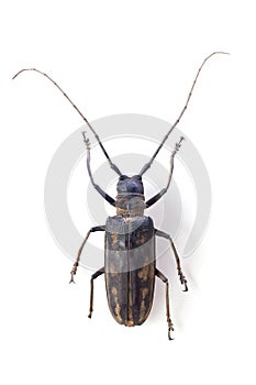 The longicorn beetle isolated