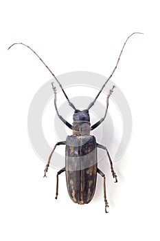 The longicorn beetle isolated photo