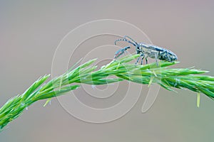 Longicorn beetle and leaf beetle