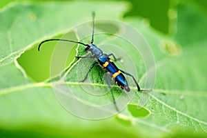 Longicorn beetle portrait photo