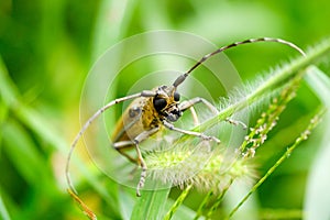 Longicorn beetle portrait photo