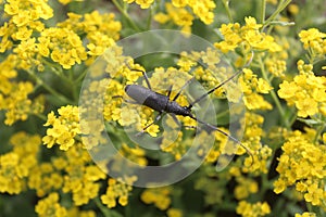 Longicorn beetle in the spring