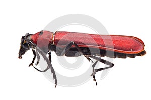 Longicorn longhorn beetle