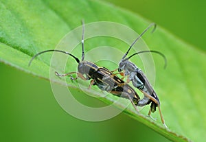 Longicorn are mating photo