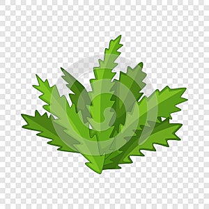 Longifolia cactus icon, cartoon style