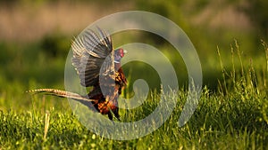 Longing common pheasant male lekking in spring courting season