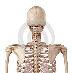 The longissimus capitis