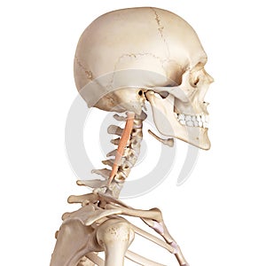 The longissimus capitis