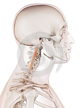 The longissimus capitis