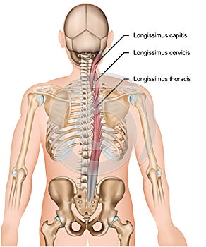 Longissimus muscle 3d medical  illustration on white background