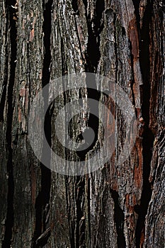Longitudally fissured bark wood texture of large coniferous tree of Pinus family