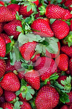 Longitudinal background of strawberry fruit. Close-up of strawberry