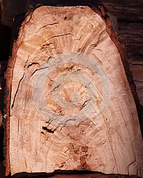 Longitudinal cross-section of an old tree
