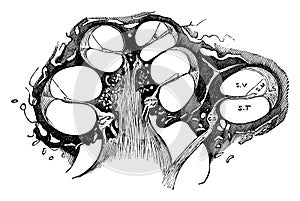 Longitudinal Section of the Cochlea, vintage illustration