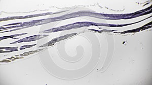 Longitudinal section of human skeletal muscle pattern filmed in lab under microscope 40x