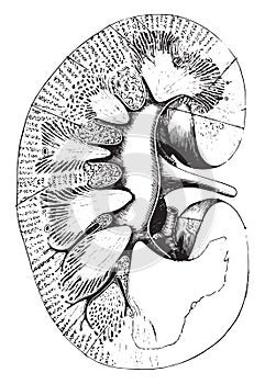 Longitudinal section of kidney, vintage engraving