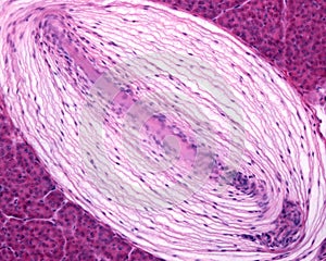 Pacinian corpuscle