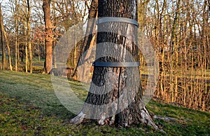 The longitudinally cracked oak tree trunk is repaired by an arborist using a metal hoop bolted around the torso. The tree was stru