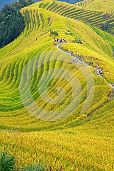 Longji Rice Terraces