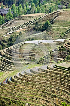 Longji rice terraces