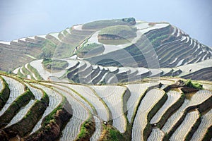 Longji rice terraces