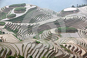 Longji rice terraces