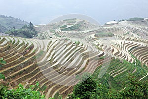 Longji rice terraces, China