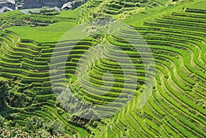 LongJi rice terraces (China) in late summer