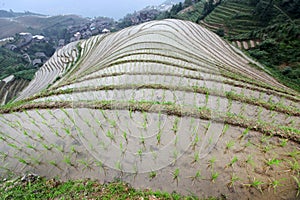 Longji rice terraces, Guangxi province