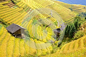 Longji rice terraces in Guangxi province, China