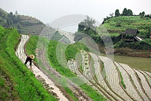 Longji rice terraces, Guangxi province, China photo