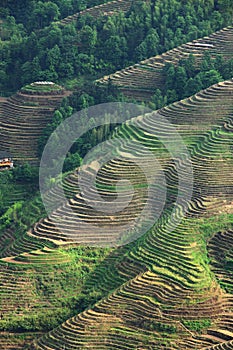 Longji terrace